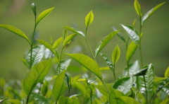 如何檢測茶葉中的農(nóng)藥殘留？